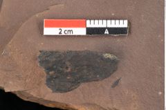 Foto (Detailsansicht) von Quercus palaeoilex Ettingshausen (NHMW-GEO-2024-0188-0890)